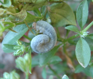 bruco di Tenthredinidae o Cimbicidae